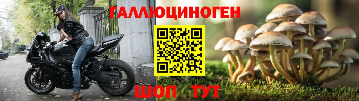 Галлюциногенные грибы Psilocybe Стерлитамак